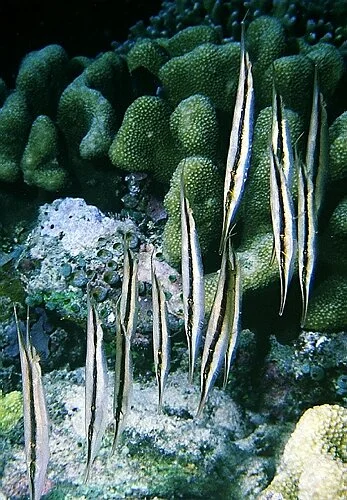 Barberblads-fisk (Aeoliscus strigatus)